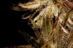 IMG_0984