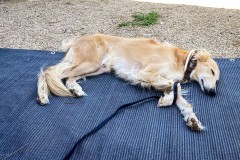 IMG_2276_jpg