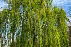 82F11513-F224-4035-B9C9-30C3E1287CCD