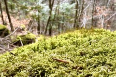IMG_9474