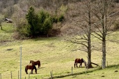IMG_9490