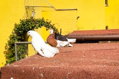 IMG_0804_jpg