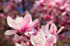 IMG_0862_jpg