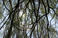 IMG_4403