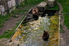 IMG_2842_jpg