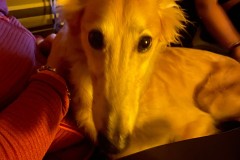 IMG_1383_jpg