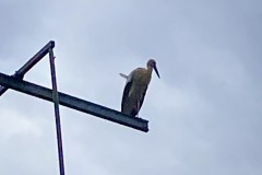 IMG_1397_jpg