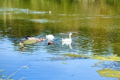 IMG_0636