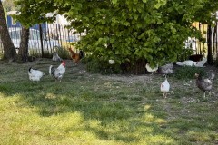 IMG_0154