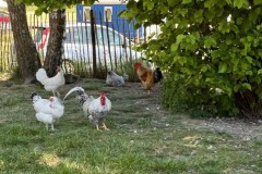 IMG_0155