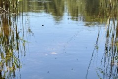 IMG_0166