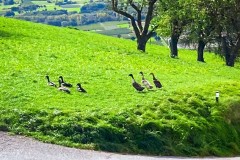IMG_8071_jpg