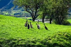 IMG_8072_jpg