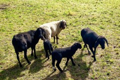 IMG_8078_jpg
