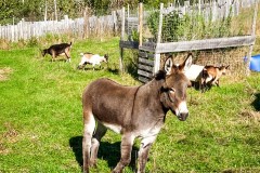 IMG_8235_jpg