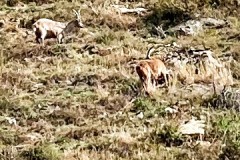 IMG_8257_jpg