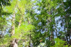 IMG_8279_jpg