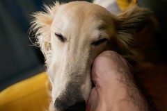 IMG_8335_jpg