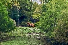 IMG_8345_jpg