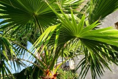 IMG_1739_jpg