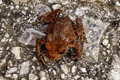 IMG_6809_jpg