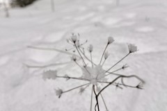IMG_8474