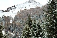 IMG_8525