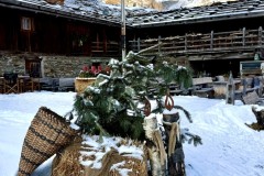 IMG_8559