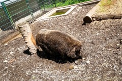 IMG_9954_jpg