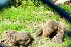 IMG_9960_jpg