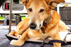IMG_0005_jpg