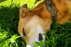 IMG_0041_jpg