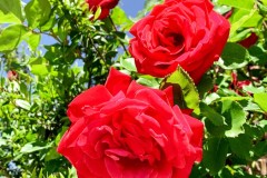 IMG_6808