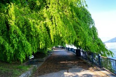 IMG_5335_jpg
