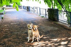 IMG_5338_jpg