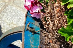 IMG_5419_jpg