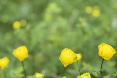 IMG_6302