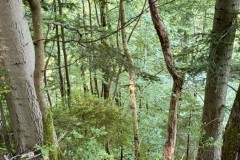 IMG_6332