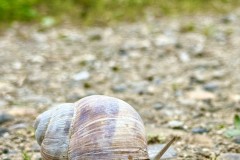 IMG_5394
