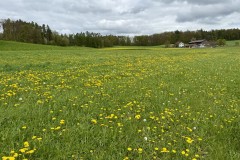 IMG_5413
