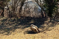 IMG_8696