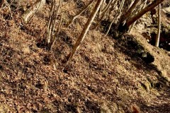 1_IMG_8789