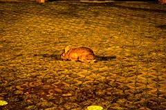IMG_3305_jpg
