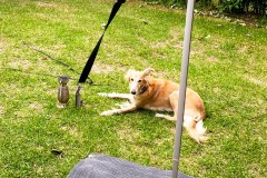IMG_2459_jpg