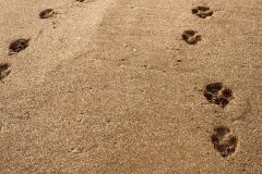 IMG_0245