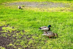 IMG_9534_jpg