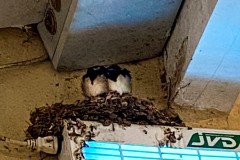 IMG_1962_jpg