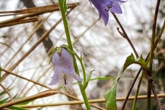 IMG_7429_jpg