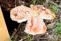 IMG_7853_jpg