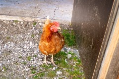 IMG_7865_jpg